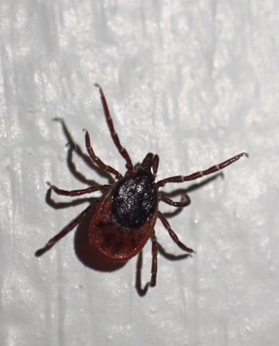 Réf. 311 328 : Ixodes ricinus